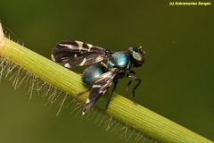 Seguyopiara apicalis