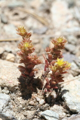 Sedum annuum