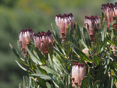 Protea burchellii × laurifolia