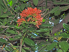 Alberta magna