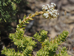 Crassula undulata