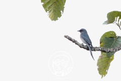 Dicrurus leucophaeus mouhoti