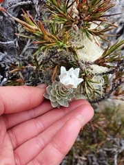 Leucogenes leontopodium