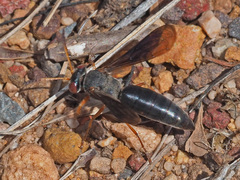 Bembicinae