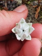 Leucogenes leontopodium