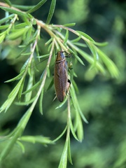Balta bicolor