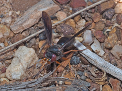 Bembicinae