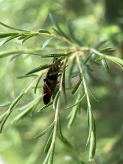 Balta bicolor