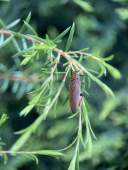 Balta bicolor