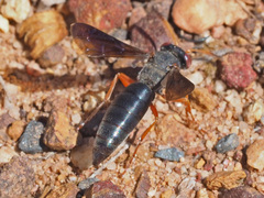 Bembicinae