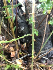 Asparagus africanus