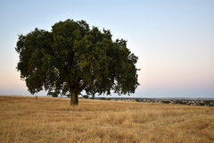 Quercus × avellaniformis
