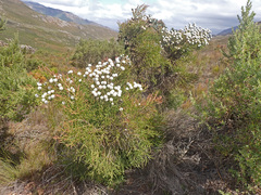 Brunia noduliflora