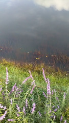 Salvia leucantha