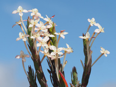 Struthiola myrsinites