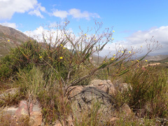 Ursinia punctata