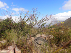 Ursinia punctata