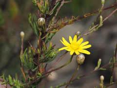 Ursinia punctata