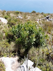 Protea lepidocarpodendron