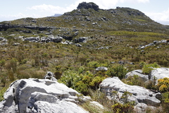 Protea lepidocarpodendron