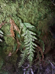 Trichomanes strictum