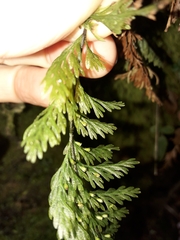 Trichomanes strictum