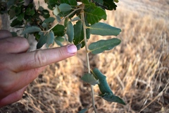 Quercus × avellaniformis