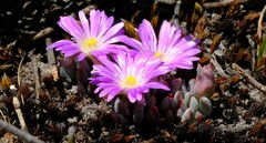 Esterhuysenia alpina