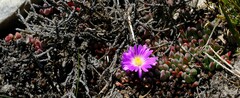 Esterhuysenia alpina