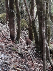 Gallirallus australis australis