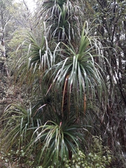 Dracophyllum elegantissimum