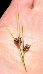 Ficinia fascicularis