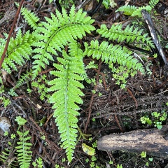 Asplenium bulbiferum