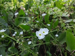 Echinodorus palifolius