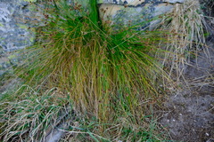 Ficinia fascicularis