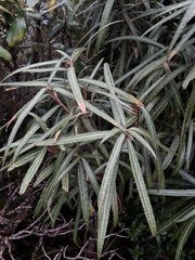 Olearia lacunosa