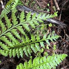 Asplenium bulbiferum