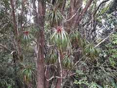 Dracophyllum