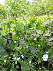 Echinodorus palifolius