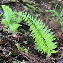 Asplenium bulbiferum