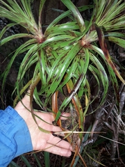 Dracophyllum