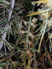 Aciphylla hookeri