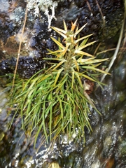 Aciphylla