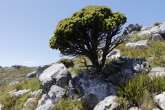 Mimetes fimbriifolius