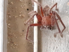 Neosparassus diana