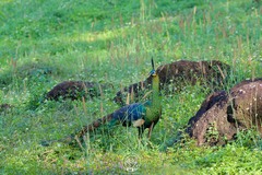 Pavo muticus