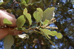 Quercus × avellaniformis