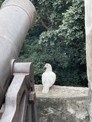 Columba livia domestica