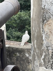 Columba livia domestica