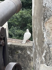 Columba livia domestica